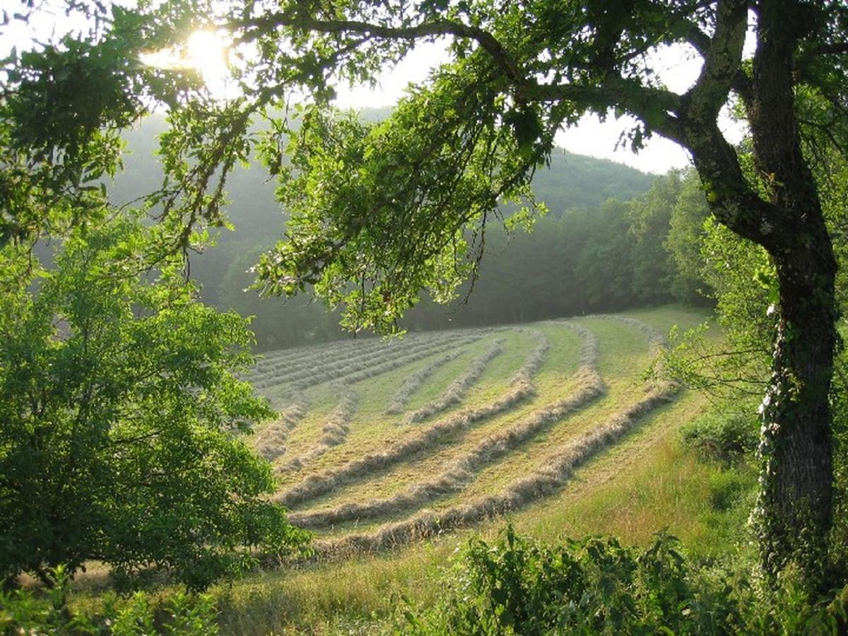 Domaine De Cantegrel - Gites De Charme Et Suite Troglodyte En Perigord Vitrac  Εξωτερικό φωτογραφία